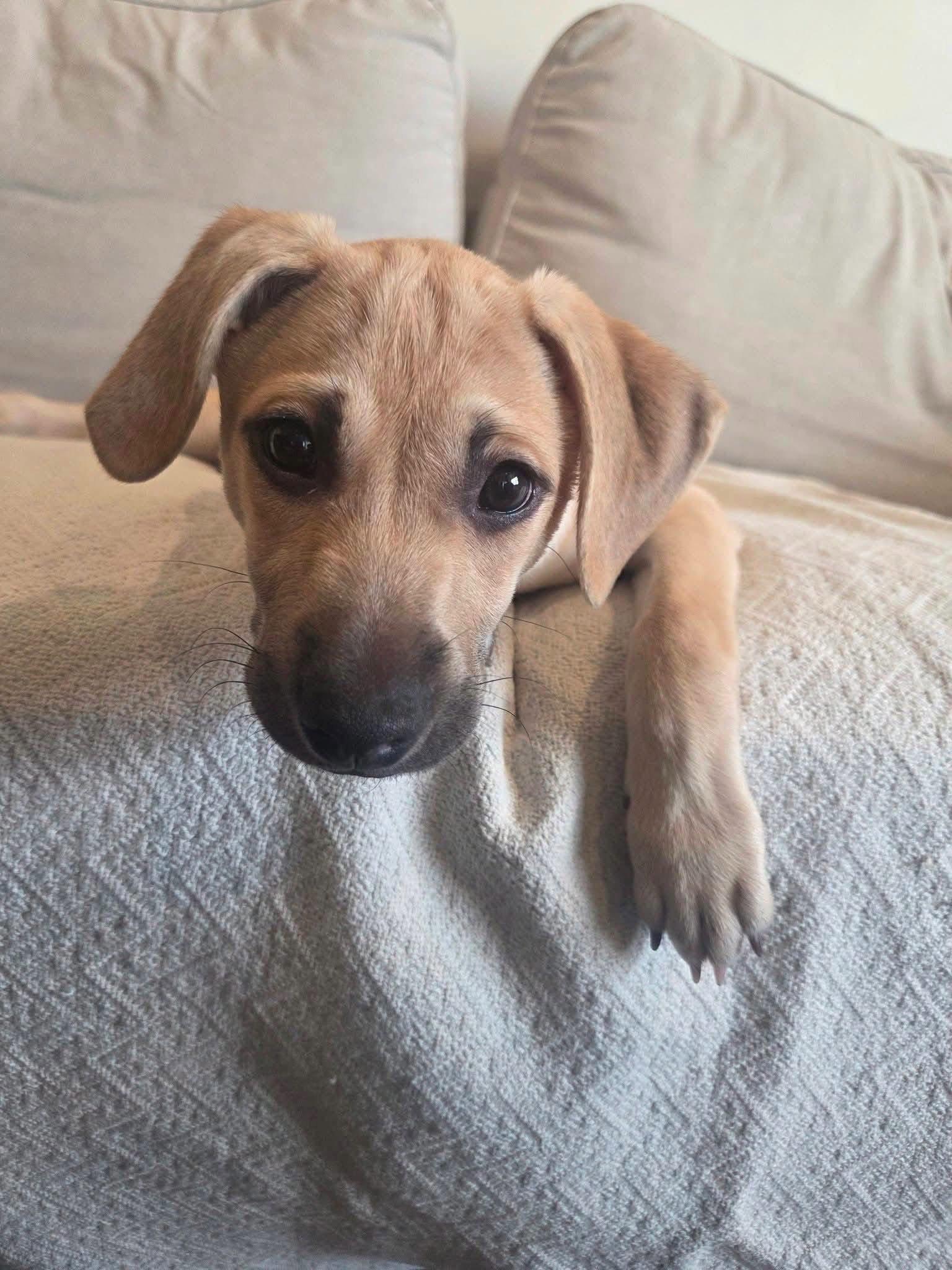 Enlarge Bramble, a Adoptable Terrier in New London, WI image 1/3