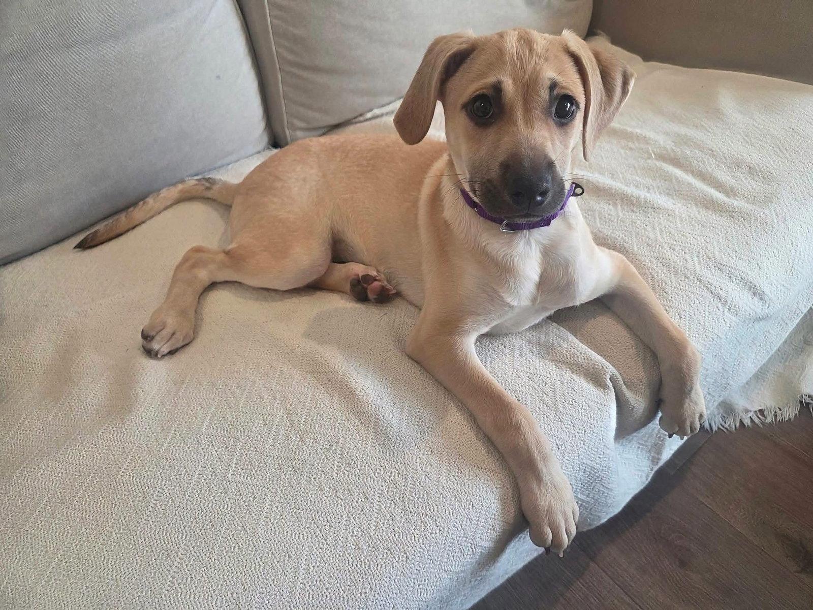Enlarge Bramble, a Adoptable Terrier in New London, WI image 2/3