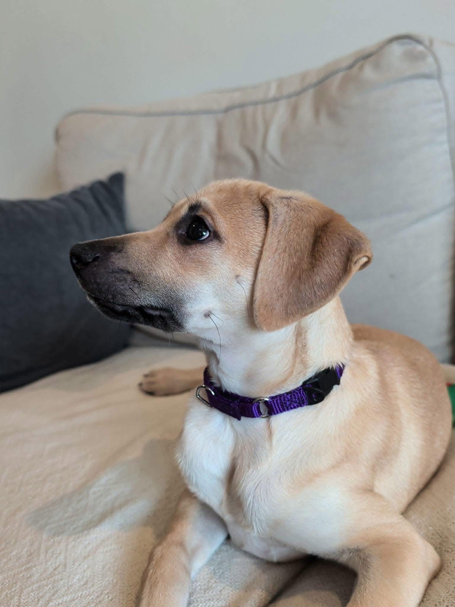 Enlarge Bramble, a Adoptable Terrier in New London, WI image 3/3