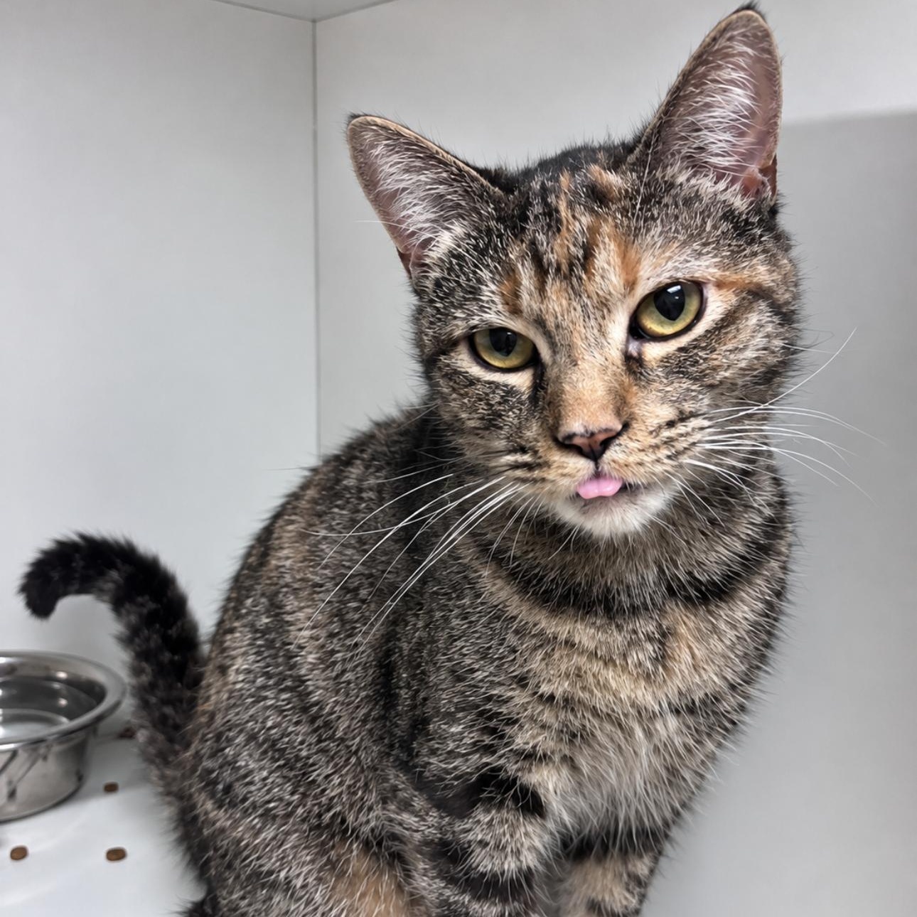 Enlarge Reba, a Adoptable Domestic Short Hair in New Castle, IN image 1/1