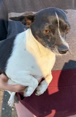 Enlarge Lyla, a Adoptable mixed breed in Pasco, WA image 2/6