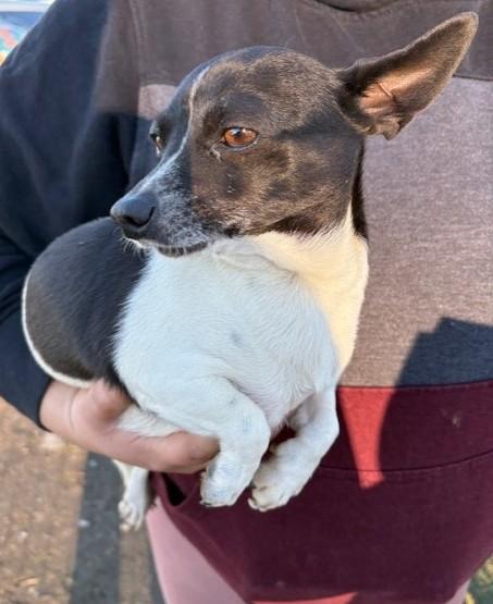 Enlarge Lyla, a Adoptable mixed breed in Pasco, WA image 4/6