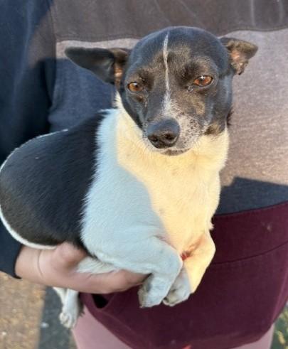 Lyla, Adoptable, Young Female Chihuahua.