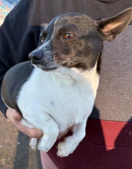 Enlarge Lyla, a Adoptable mixed breed in Pasco, WA image 6/6