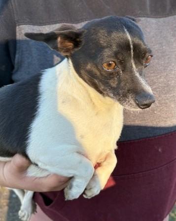 Enlarge Lyla, a Adoptable mixed breed in Pasco, WA image 5/6