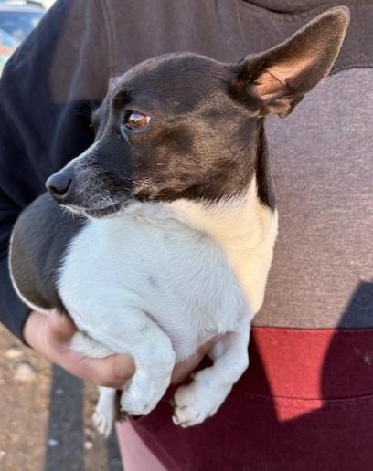 Enlarge Lyla, a Adoptable mixed breed in Pasco, WA image 3/6