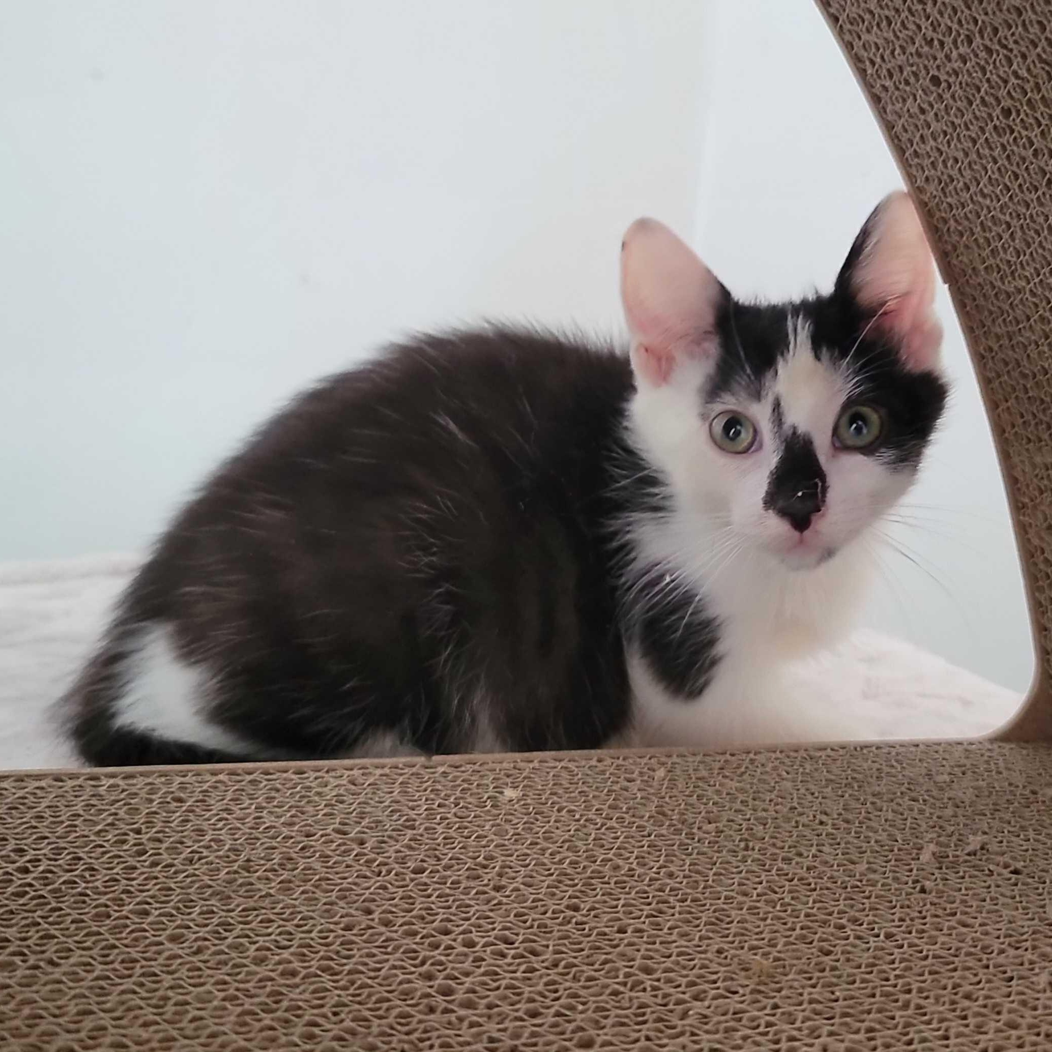 Canvas, a ADOPTABLE American Shorthair in North Bergen, NJ image 2/5