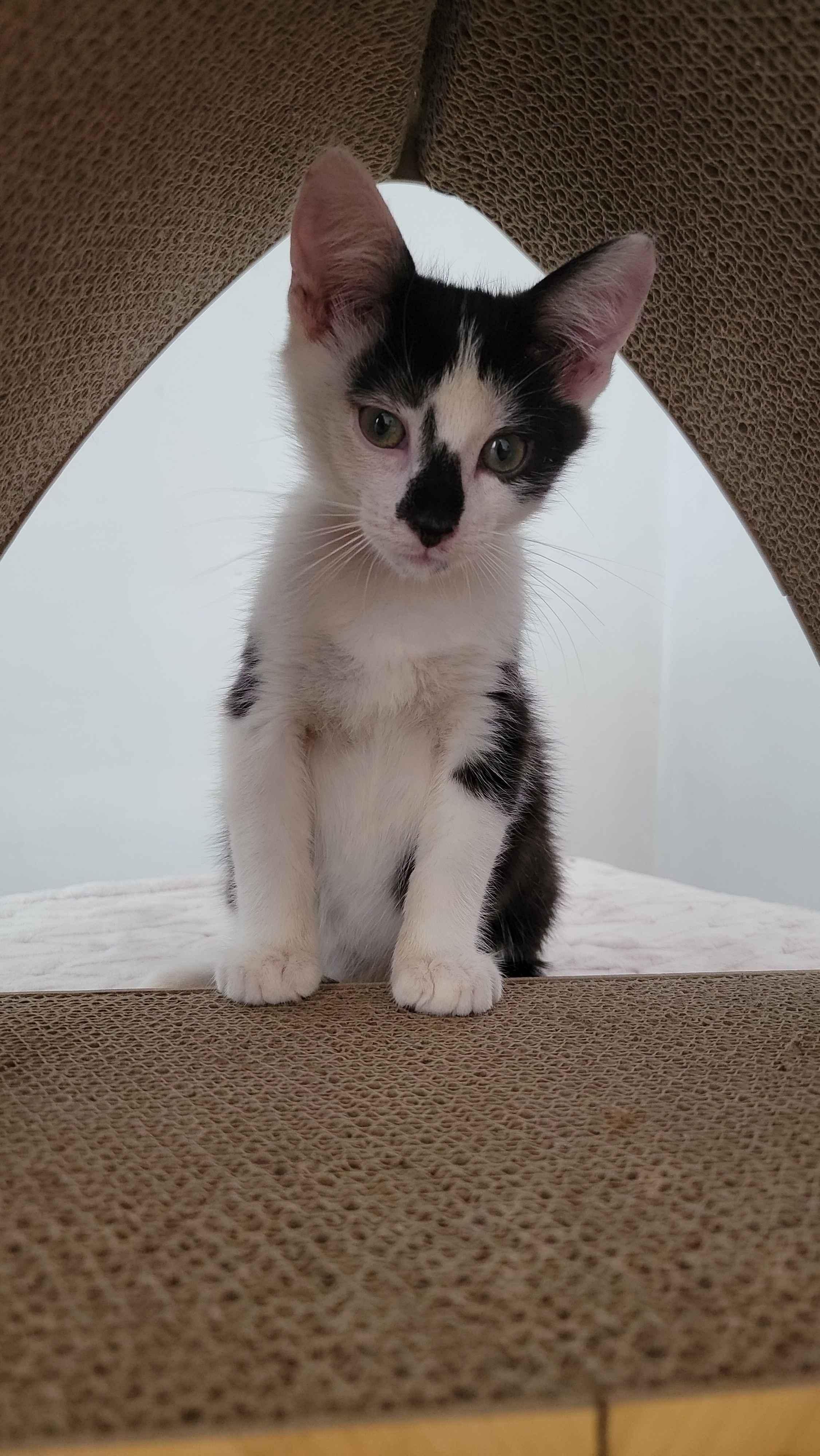 Canvas, a ADOPTABLE American Shorthair in North Bergen, NJ image 3/5