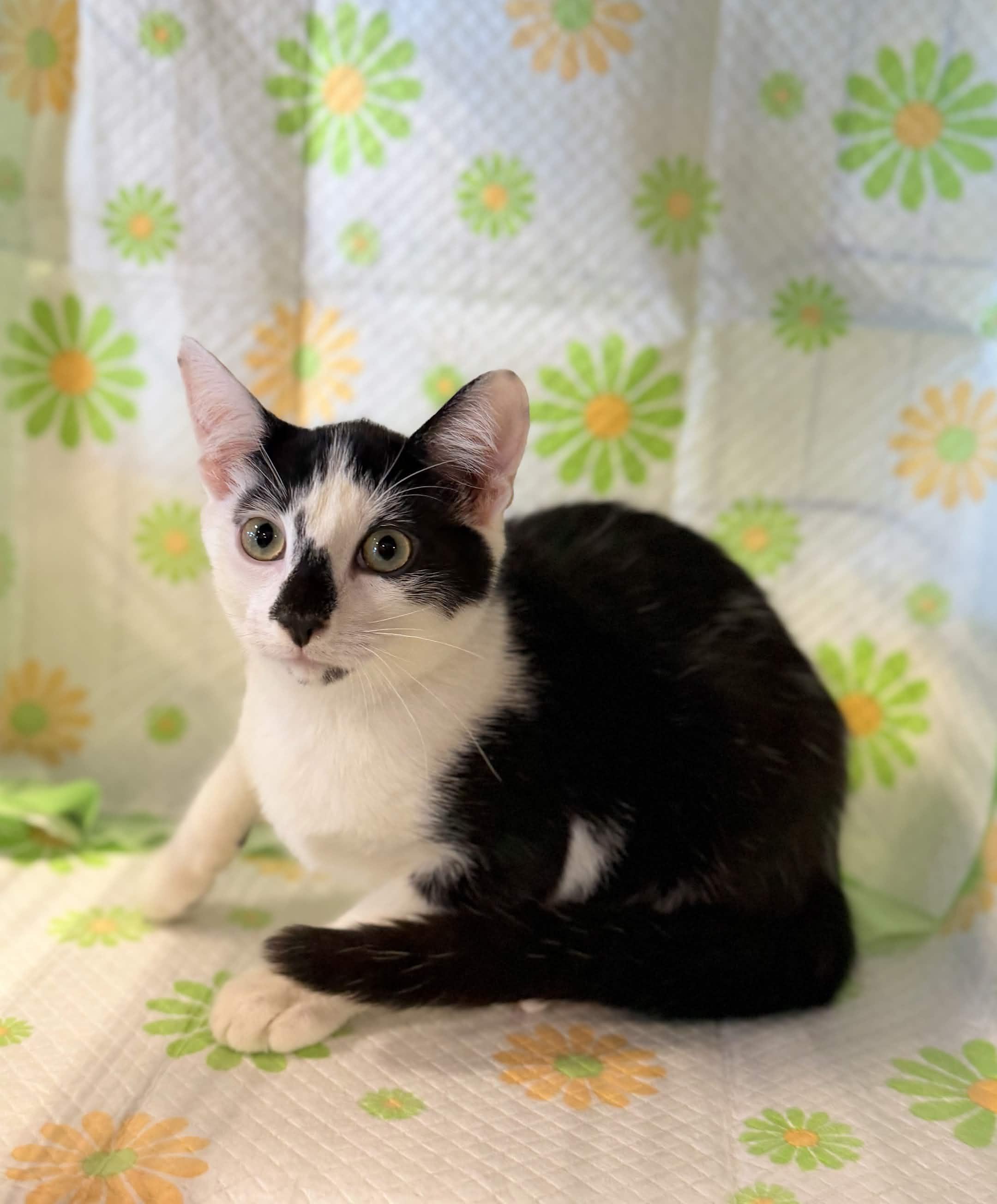 Canvas, ADOPTABLE, Kitten Male American Shorthair.