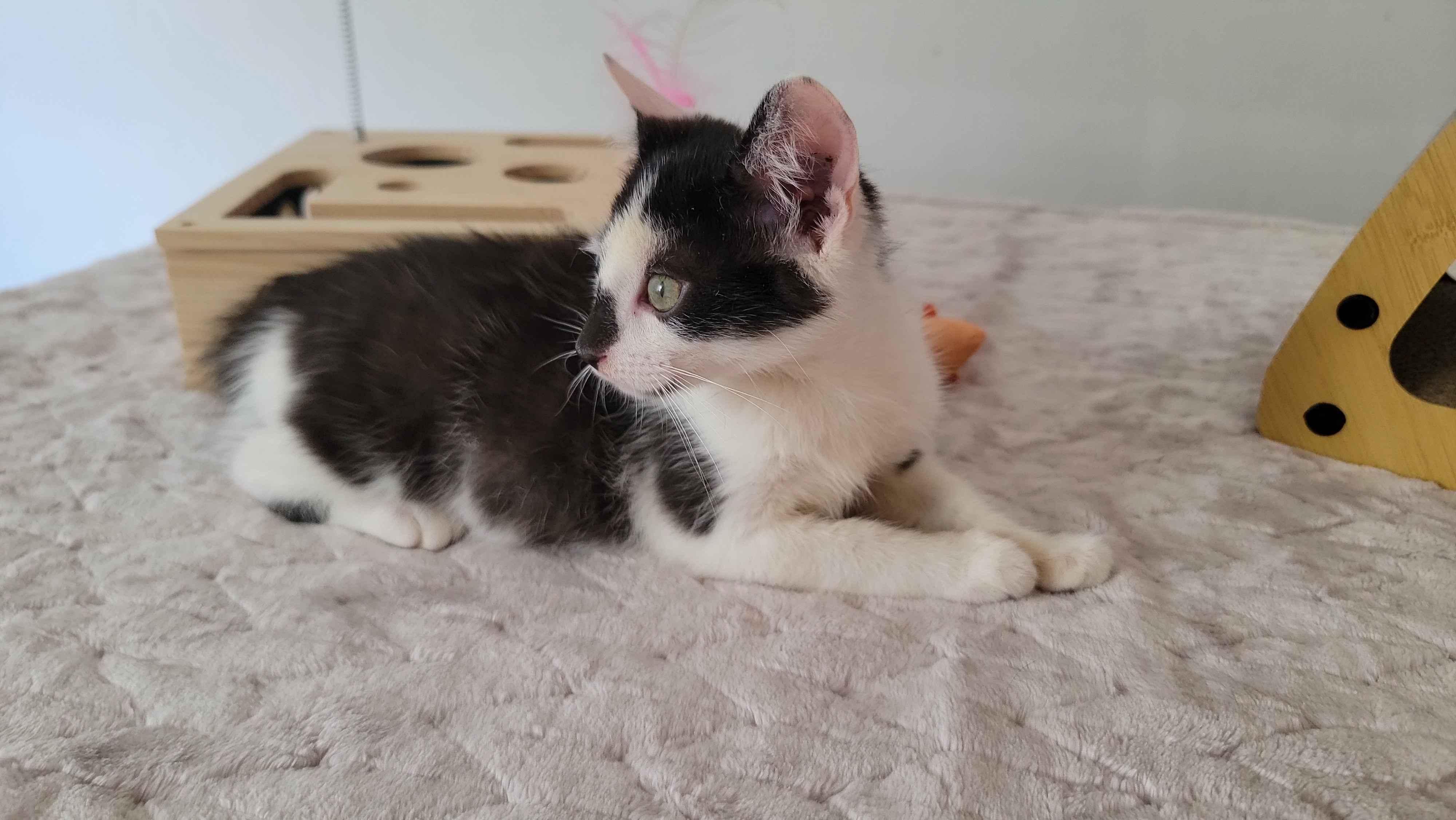 Canvas, a ADOPTABLE American Shorthair in North Bergen, NJ image 4/5