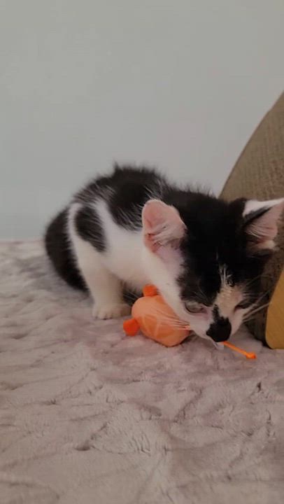 Enlarge Canvas, a ADOPTABLE American Shorthair in North Bergen, NJ video 5/5
