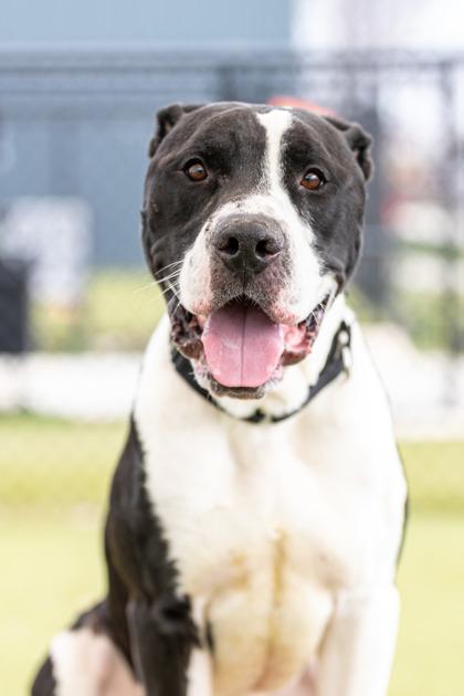 Vinnie — thumbnail 2