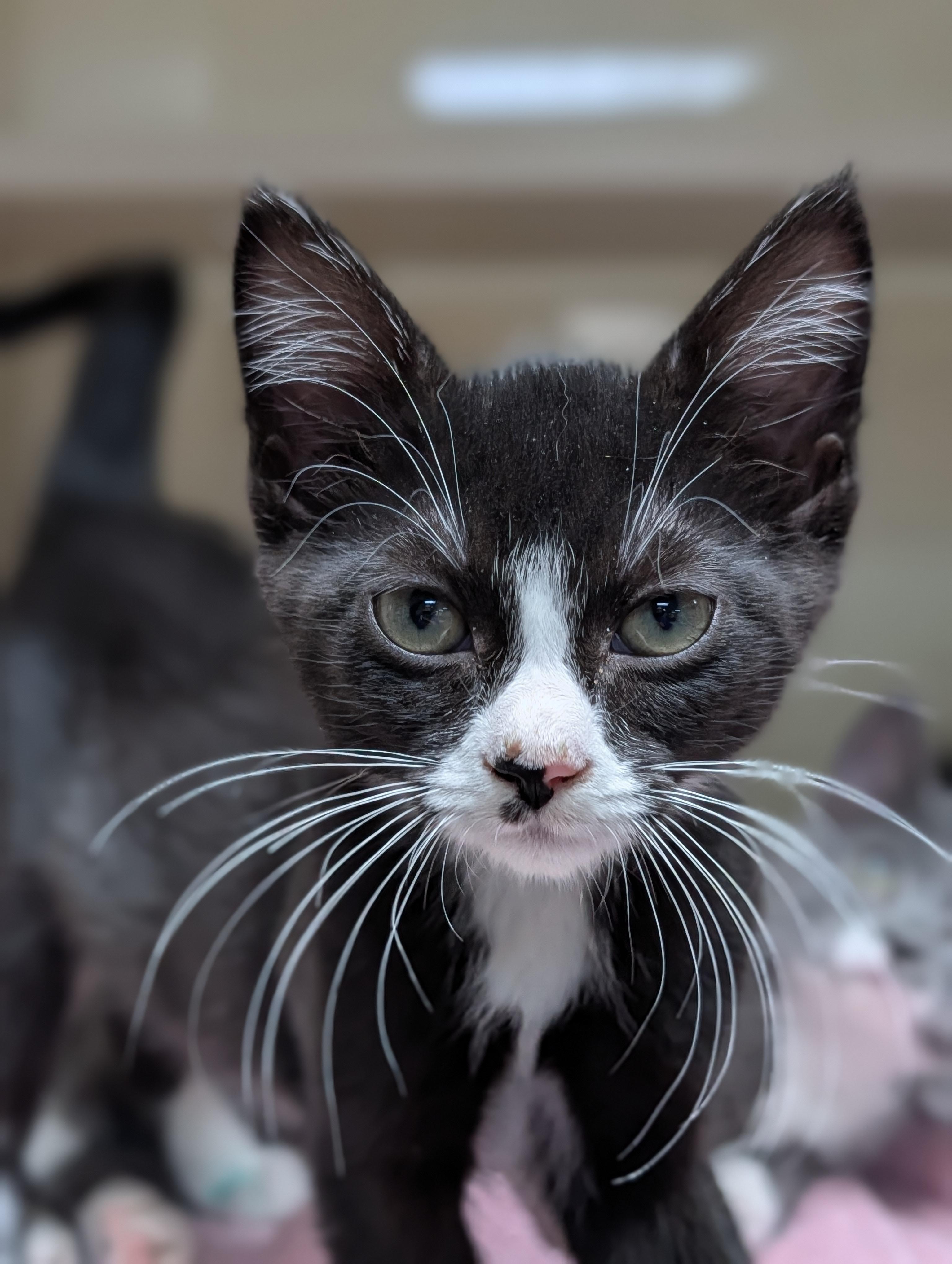 Daffodil, ADOPTABLE, Young Male Domestic Short Hair.