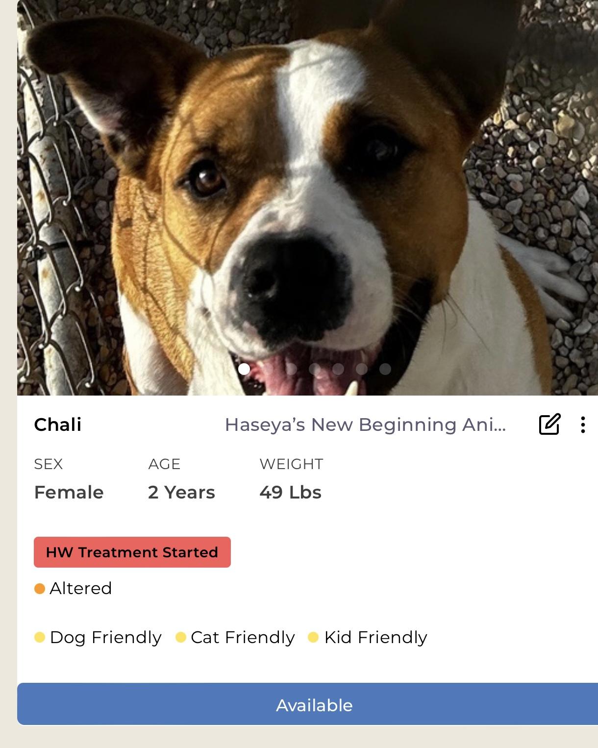 Chali, Adult Female Mixed Breed