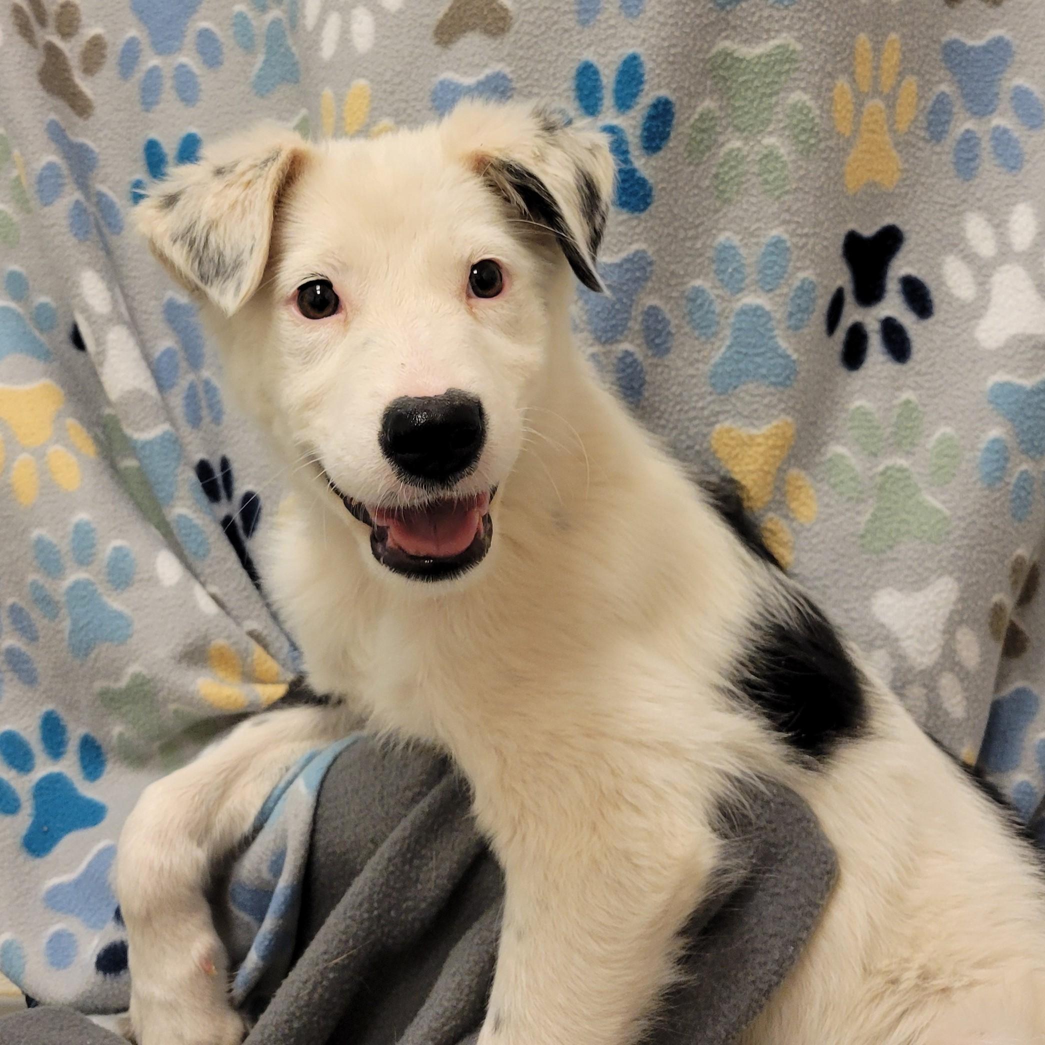 Enlarge Koi , a ADOPTABLE mixed breed in ALPINE, TX image 2/5