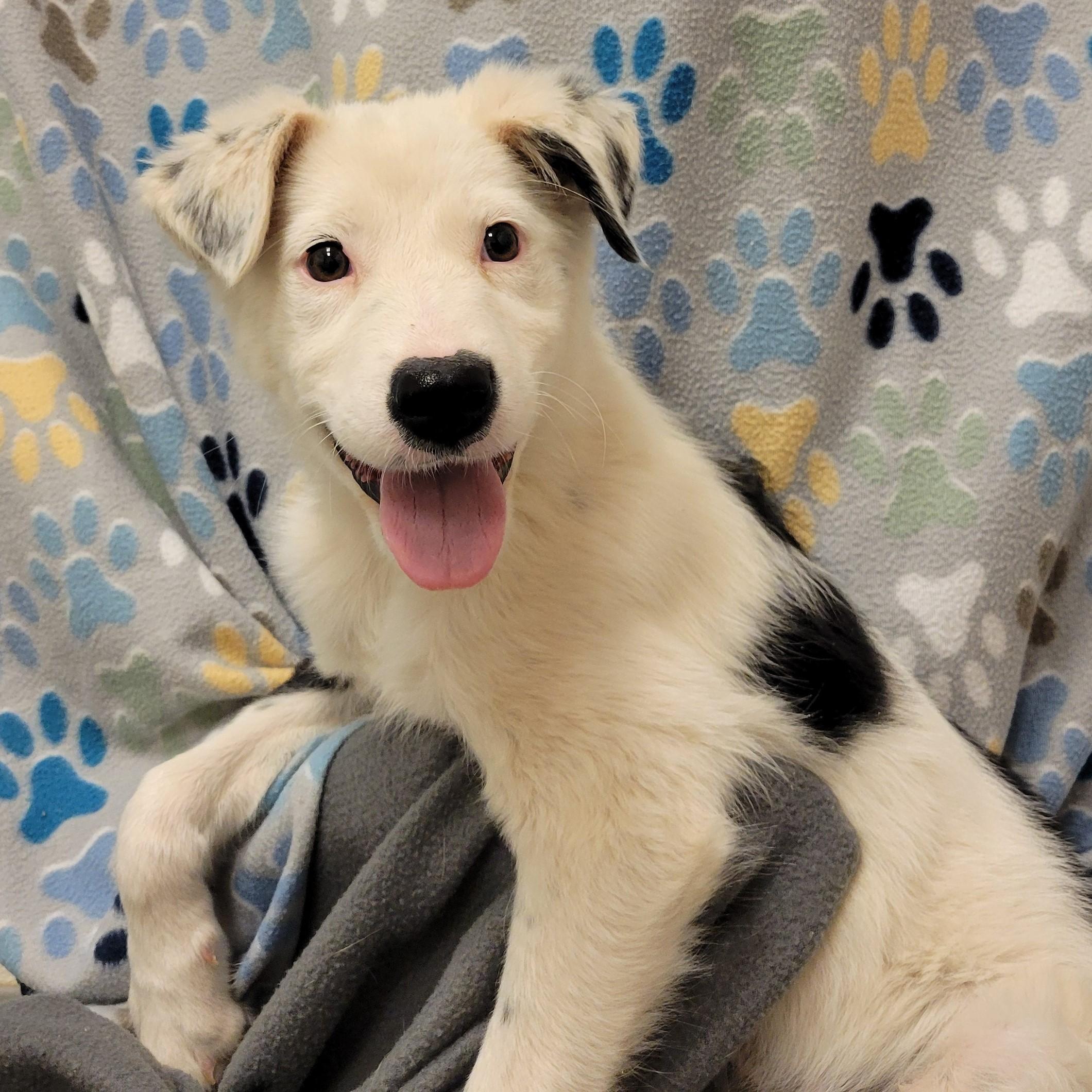 Enlarge Koi , a ADOPTABLE mixed breed in ALPINE, TX image 3/5