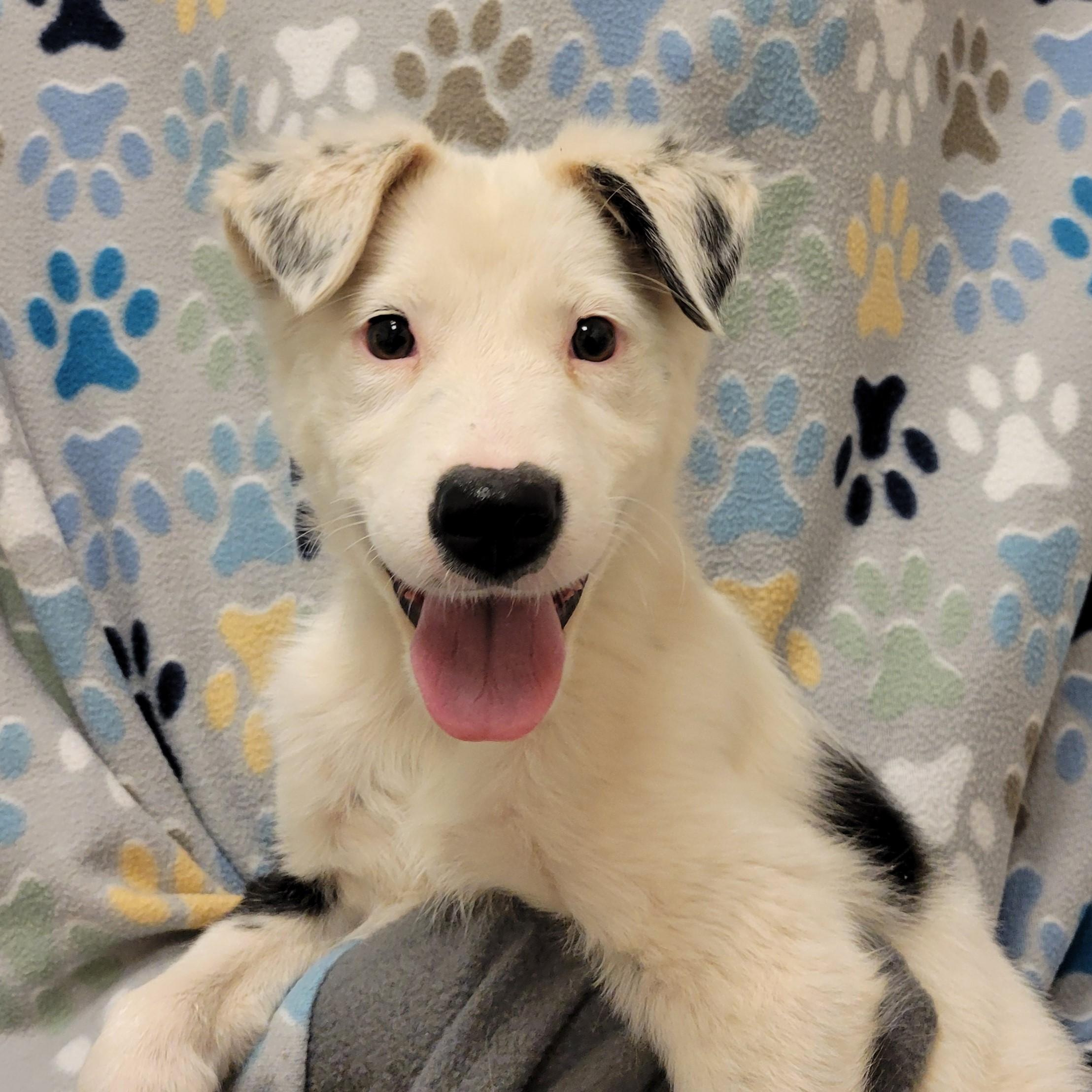 Koi , ADOPTABLE, Young Male Border Collie.