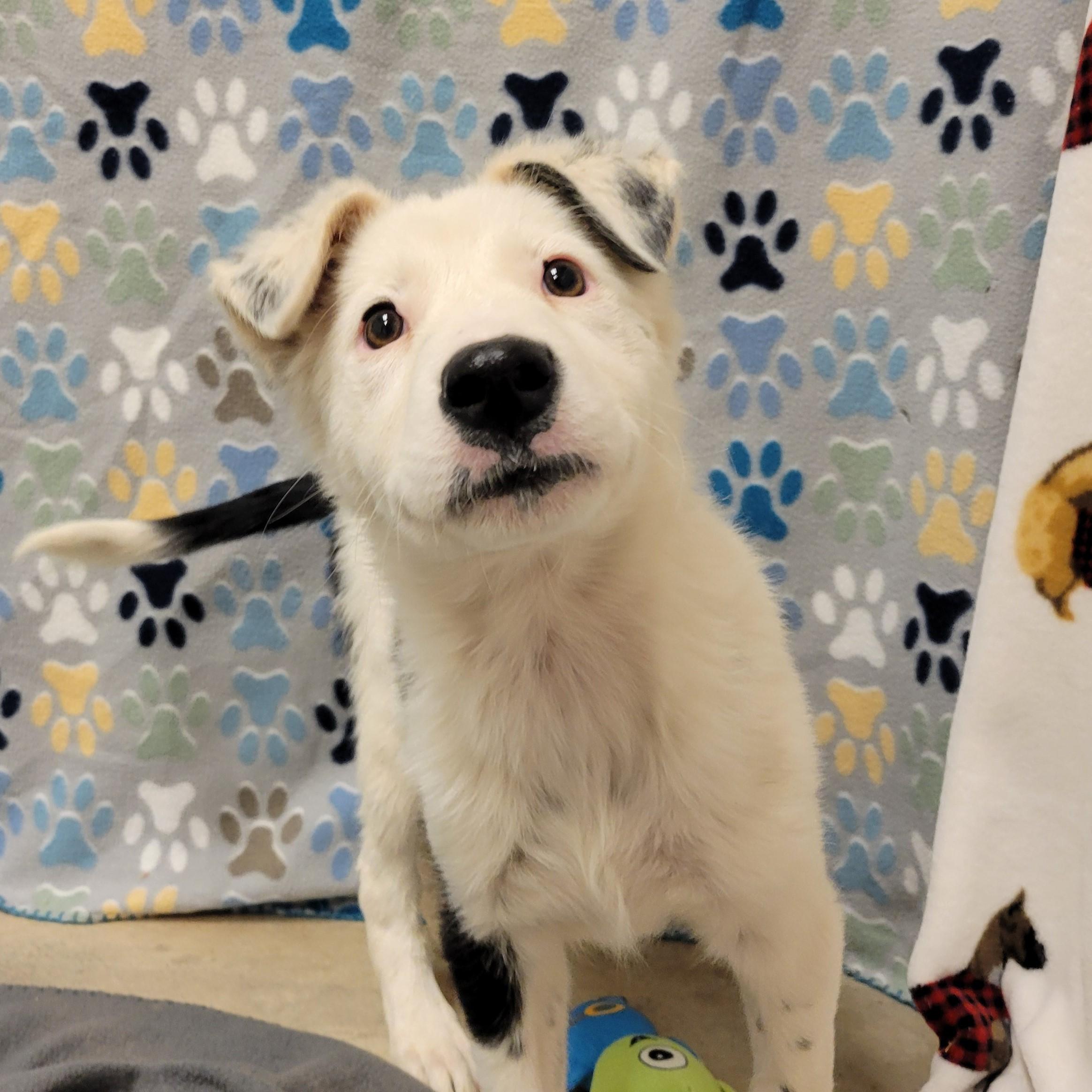 Enlarge Koi , a ADOPTABLE mixed breed in ALPINE, TX image 4/5