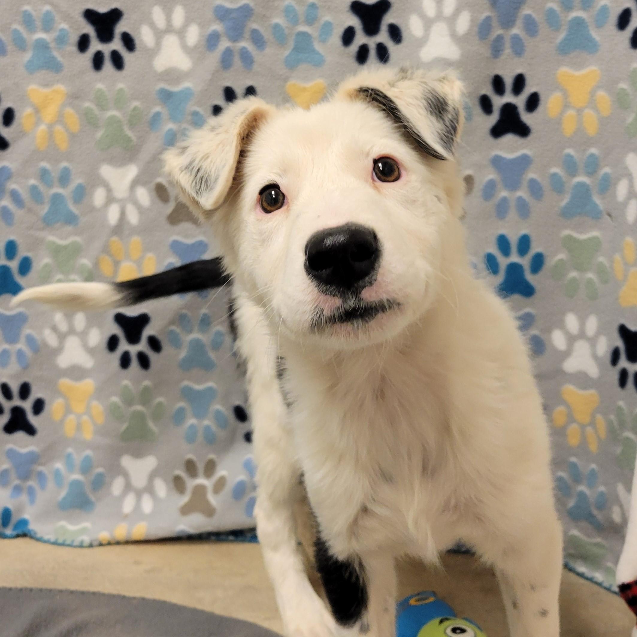 Enlarge Koi , a ADOPTABLE mixed breed in ALPINE, TX image 5/5