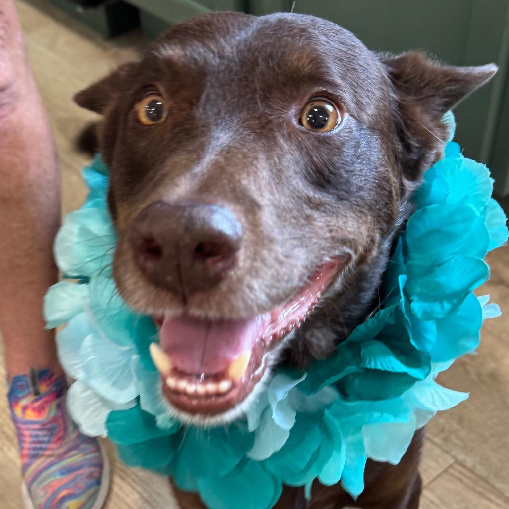Enlarge COCO, a Adoptable mixed breed in Indiantown, FL image 3/5