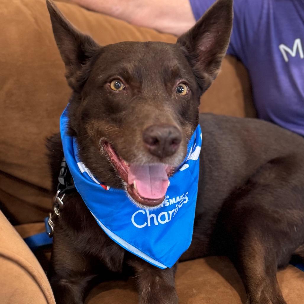 Enlarge COCO, a Adoptable mixed breed in Indiantown, FL image 5/5
