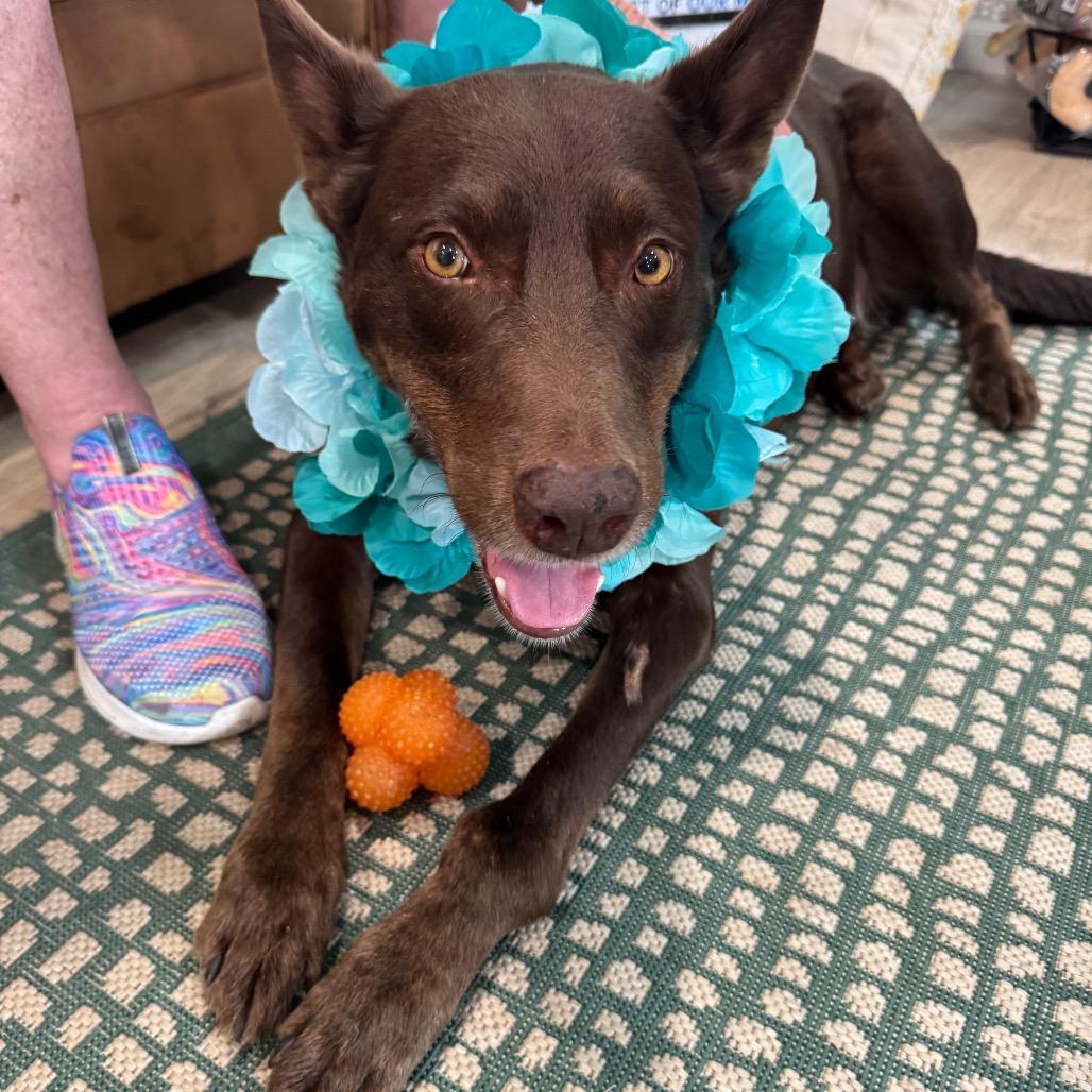 Enlarge COCO, a Adoptable mixed breed in Indiantown, FL image 4/5