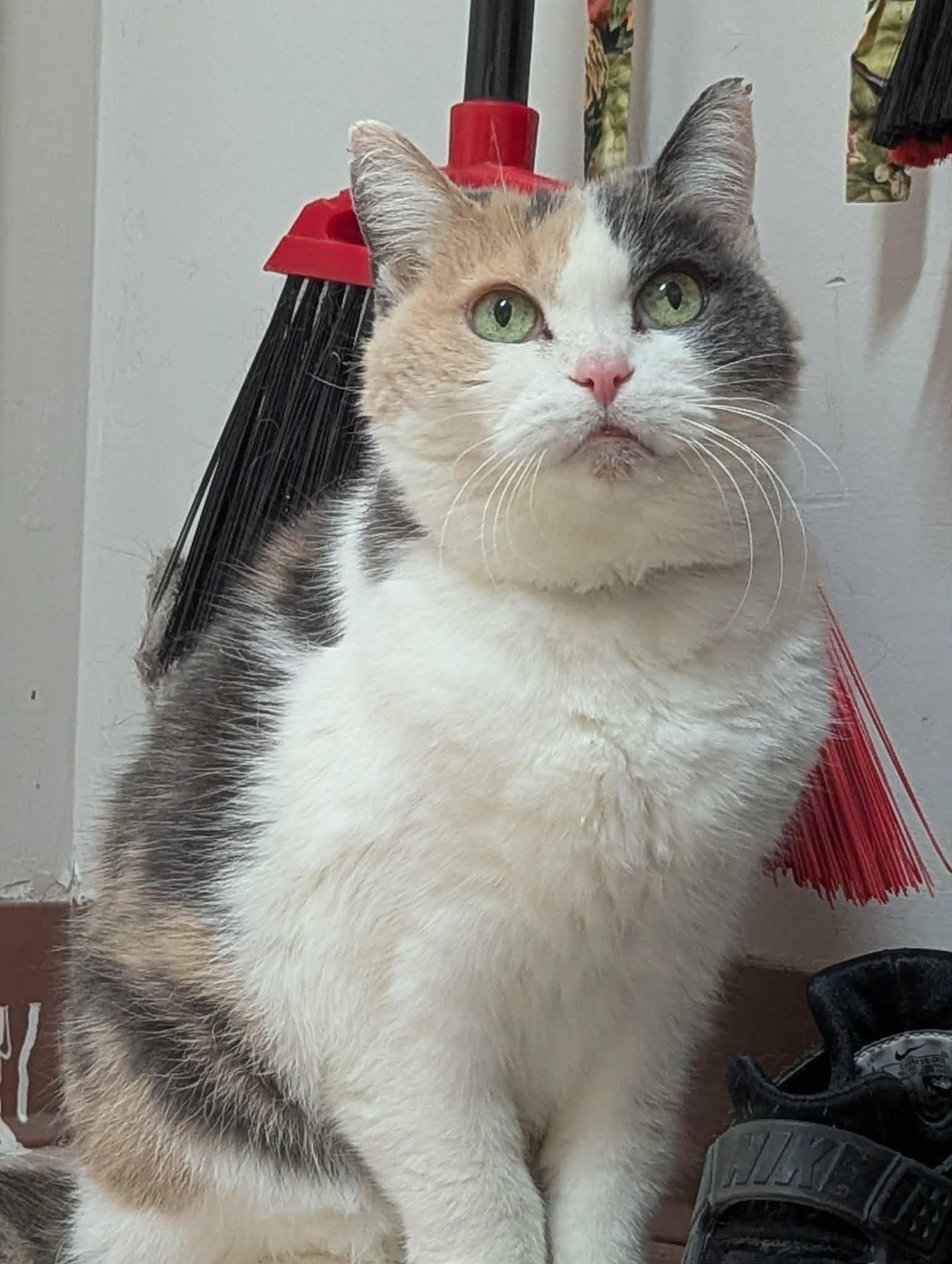 Enlarge FLORENCE (CR/SC), a Adoptable American Shorthair in Sainte-Angele-de-Monnoir, QC image 3/6