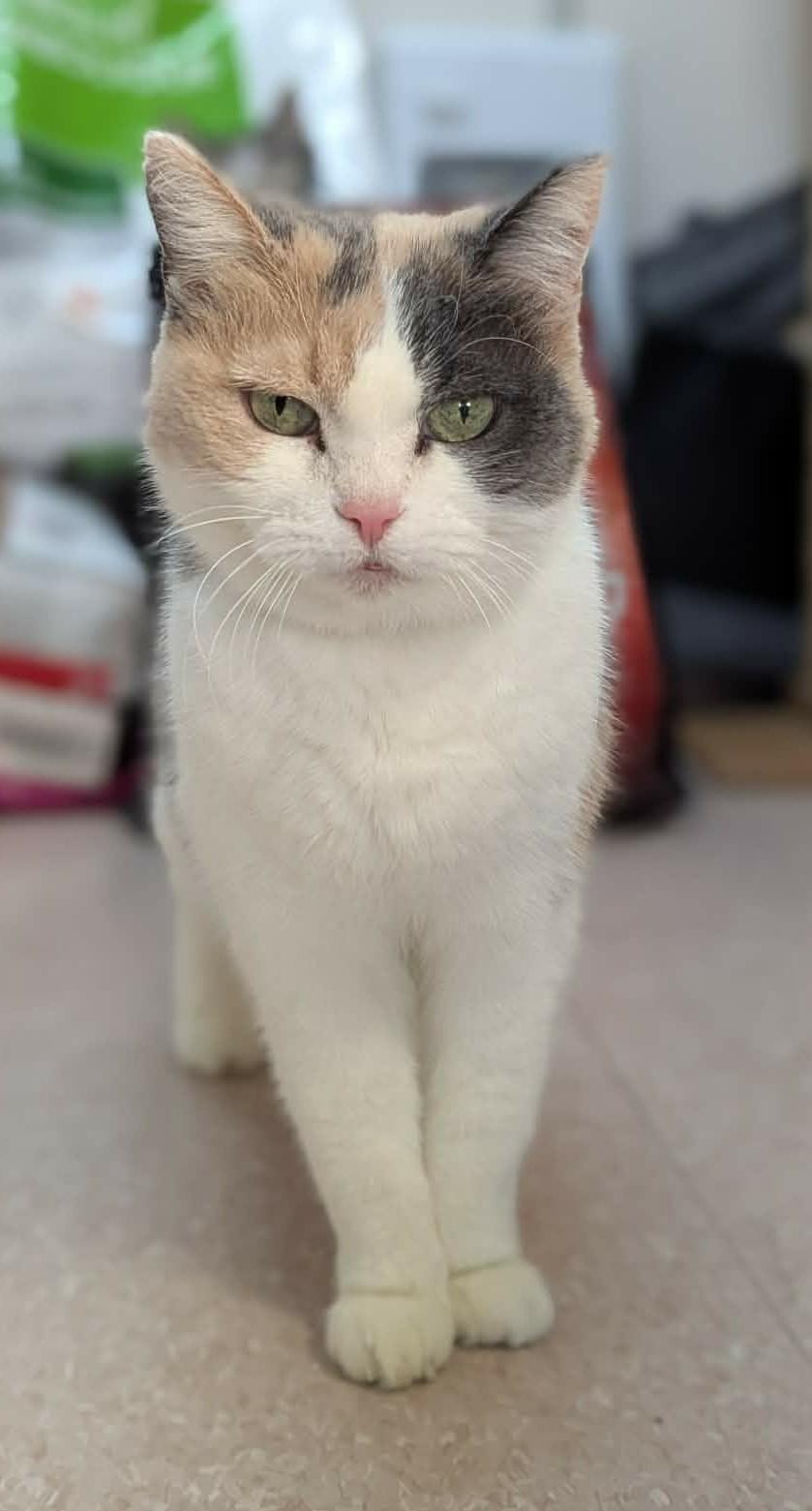 Enlarge FLORENCE (CR/SC), a Adoptable American Shorthair in Sainte-Angele-de-Monnoir, QC image 5/6