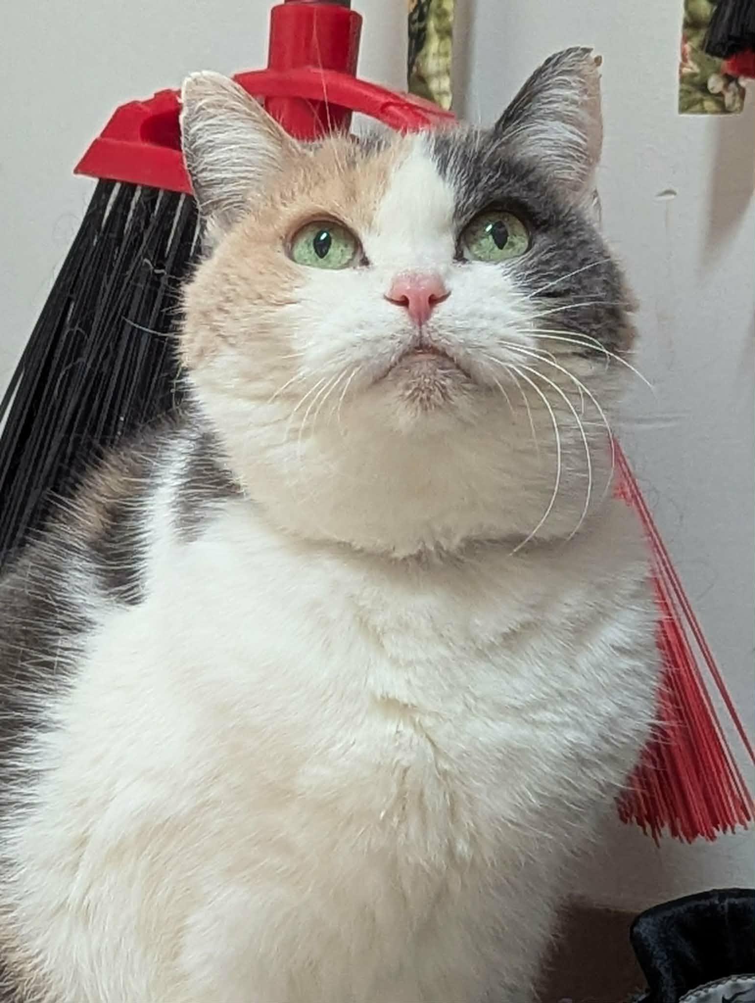 Enlarge FLORENCE (CR/SC), a Adoptable American Shorthair in Sainte-Angele-de-Monnoir, QC image 6/6