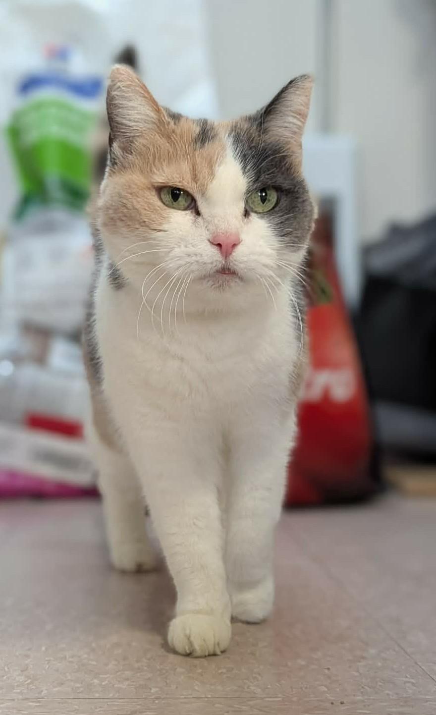 Enlarge FLORENCE (CR/SC), a Adoptable American Shorthair in Sainte-Angele-de-Monnoir, QC image 2/6