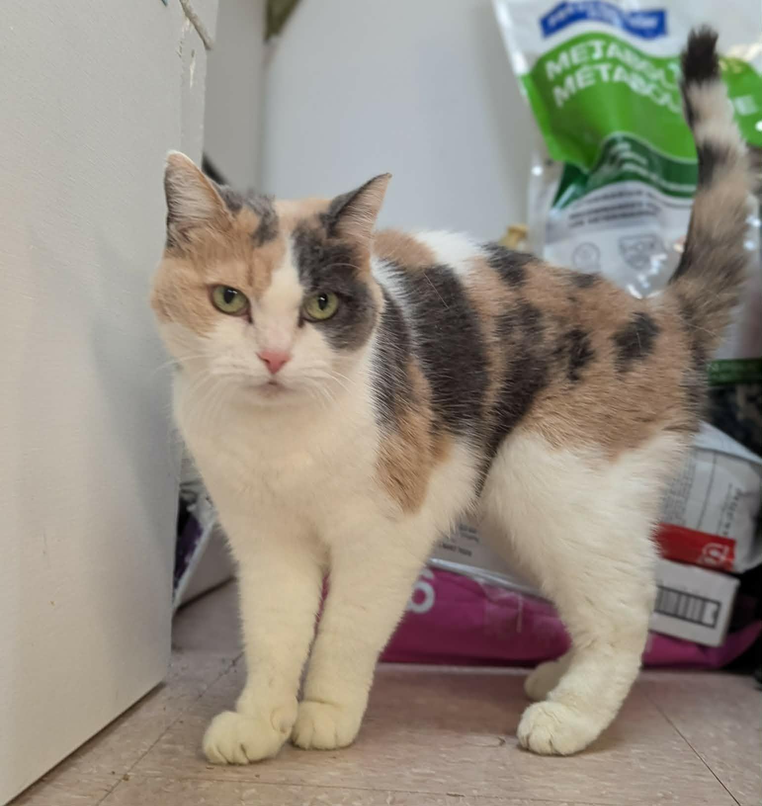 Enlarge FLORENCE (CR/SC), a Adoptable American Shorthair in Sainte-Angele-de-Monnoir, QC image 4/6