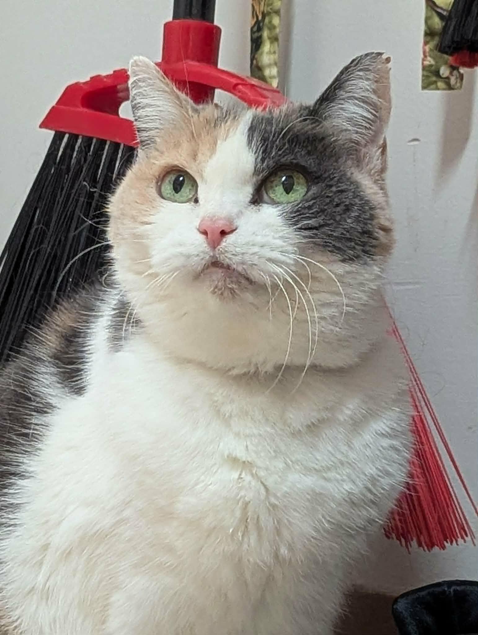 FLORENCE (CR/SC), Adoptable, Adult Female American Shorthair.