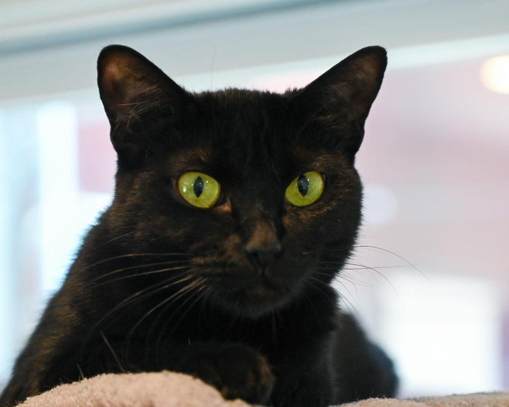 Enlarge Nora, a Adoptable mixed breed in San Pedro, CA image 2/2
