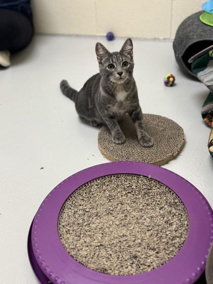 Izzy, ADOPTABLE, Young Female Domestic Short Hair.