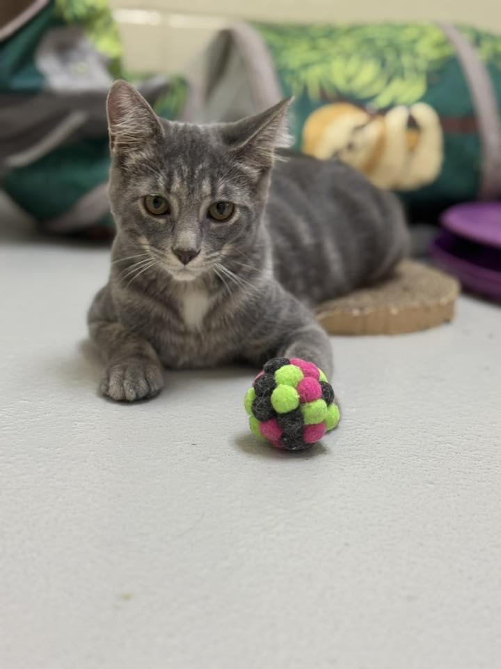 Izzy, a ADOPTABLE mixed breed in Fremont, MI image 2/3