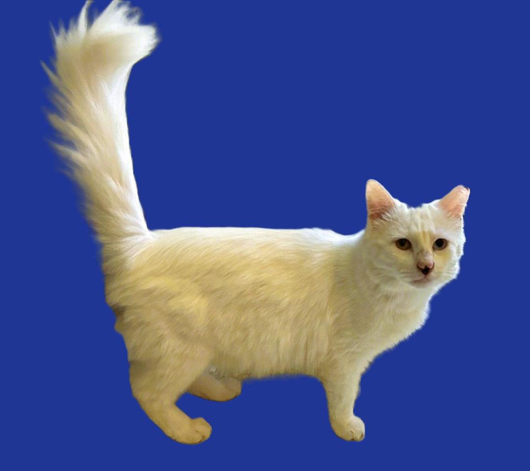 Enlarge Yanni, a Adopted mixed breed in Cincinnati, OH image 1/3