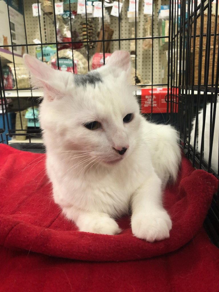 Enlarge Yanni, a Adopted mixed breed in Cincinnati, OH image 2/3