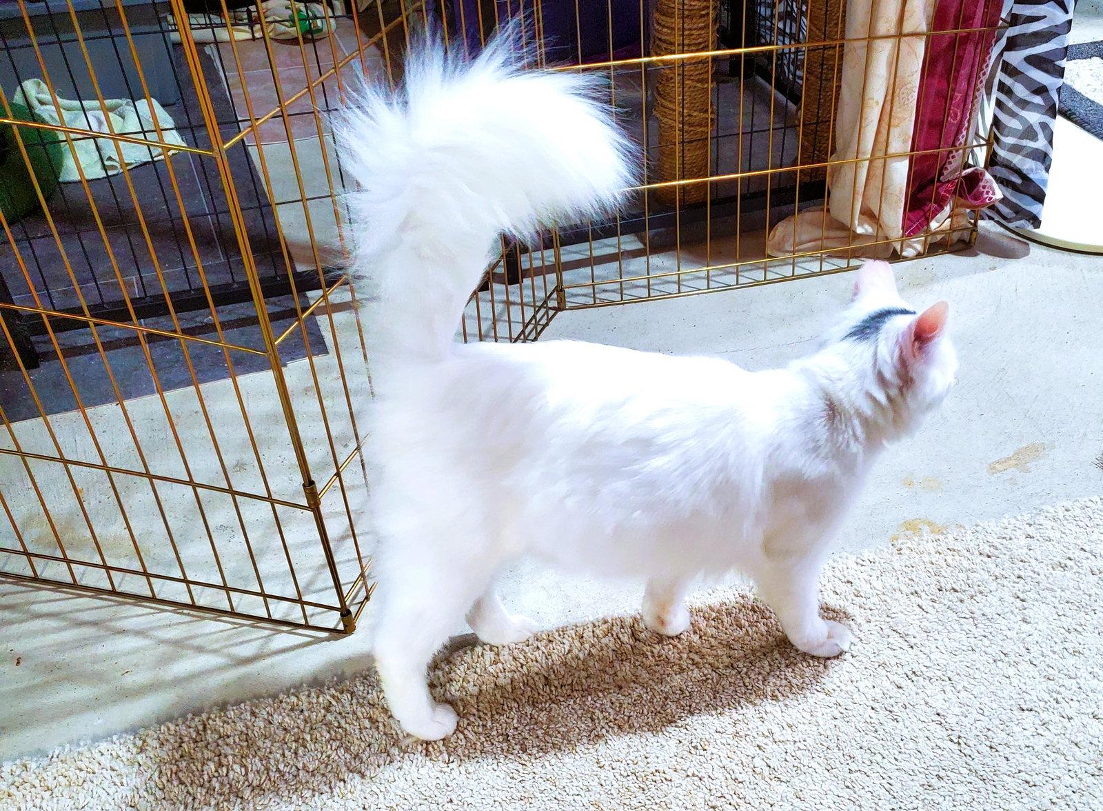 Enlarge Yanni, a Adopted mixed breed in Cincinnati, OH image 3/3