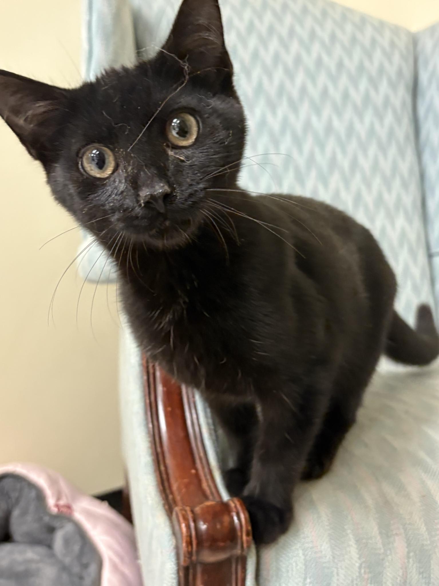 Enlarge Mars, a Adoptable Domestic Short Hair in Greenwood, IN image 1/2