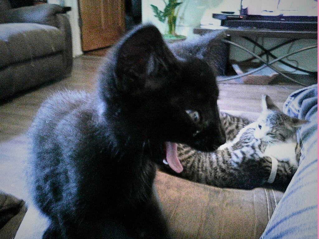 Mars, Adoptable, Kitten Male Domestic Short Hair.