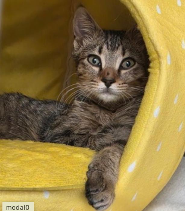 Enlarge Meowvin Gaye, an adoptable mixed breed in Marshall, NC image 1/2