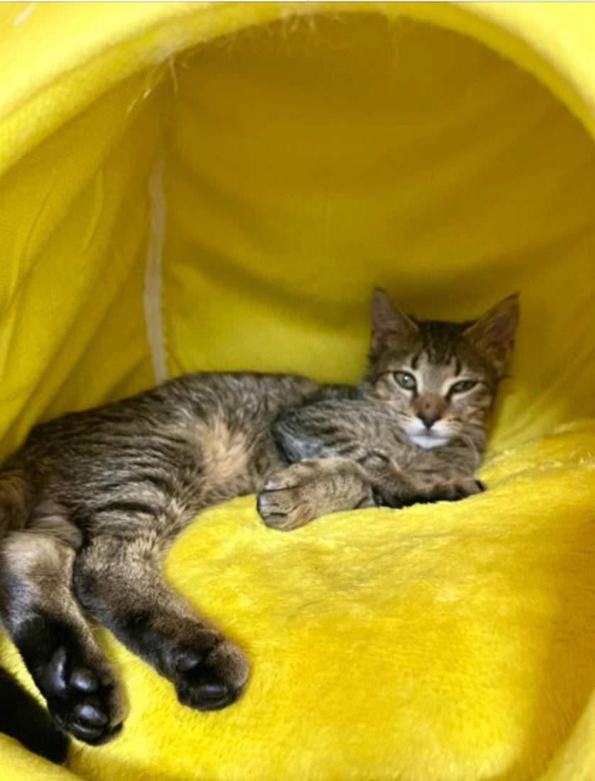 Enlarge Meowvin Gaye, an adoptable mixed breed in Marshall, NC image 2/2