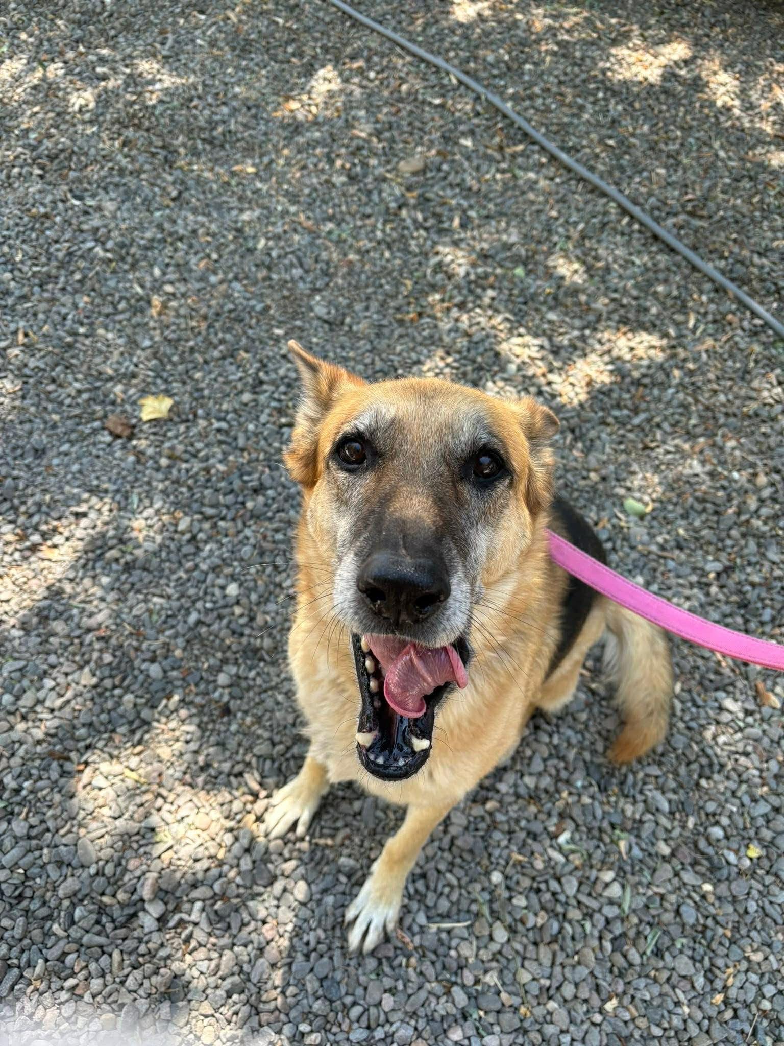 Enlarge Pepsi COURTESY LISTING, a Adoptable German Shepherd Dog in Gardnerville, NV image 1/2