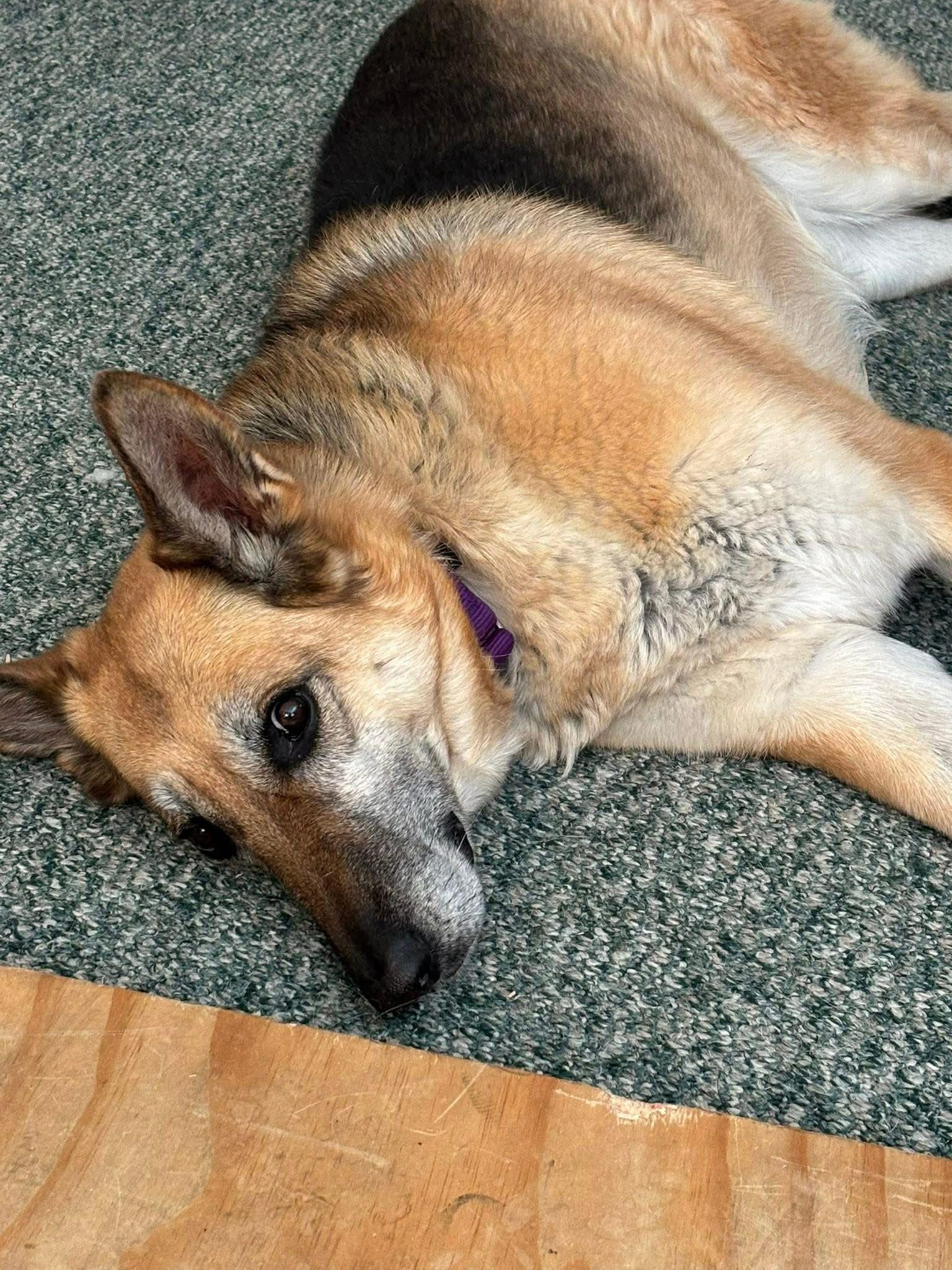 Pepsi COURTESY LISTING, Adoptable, Senior Female German Shepherd Dog.