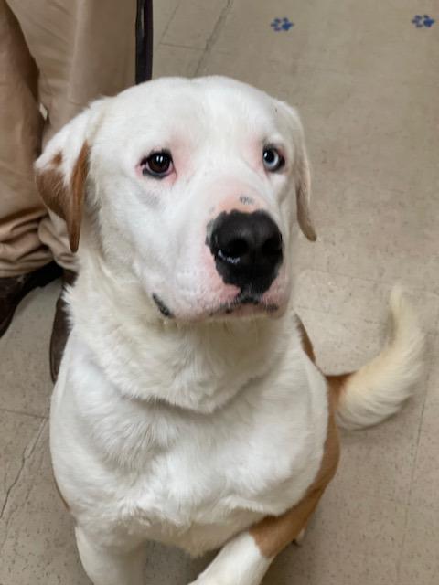 Enlarge Ace  A047474, a Adoptable mixed breed in Sharpsburg, GA image 1/6