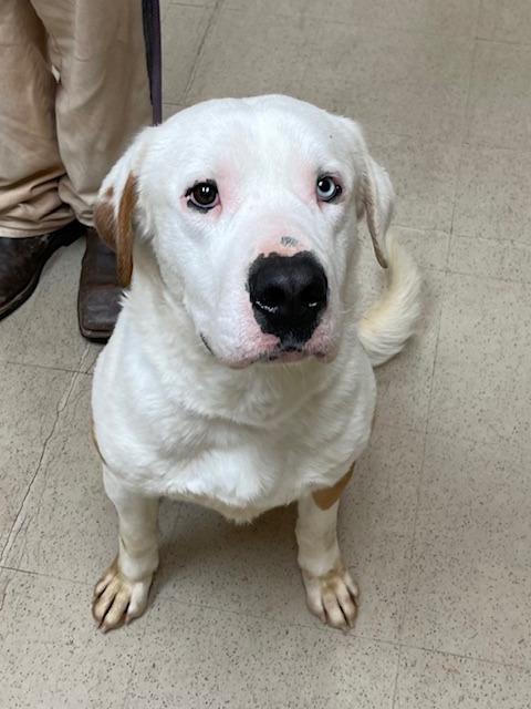 Ace A047474, a Adoptable mixed breed in Sharpsburg, GA image 3/6