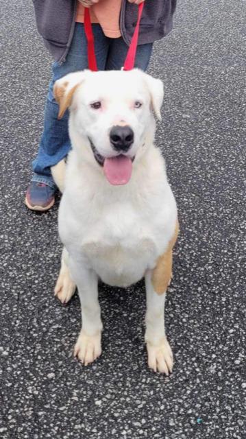 Ace  A047474, Adoptable, Adult Male Staffordshire Bull Terrier & Mixed Breed.