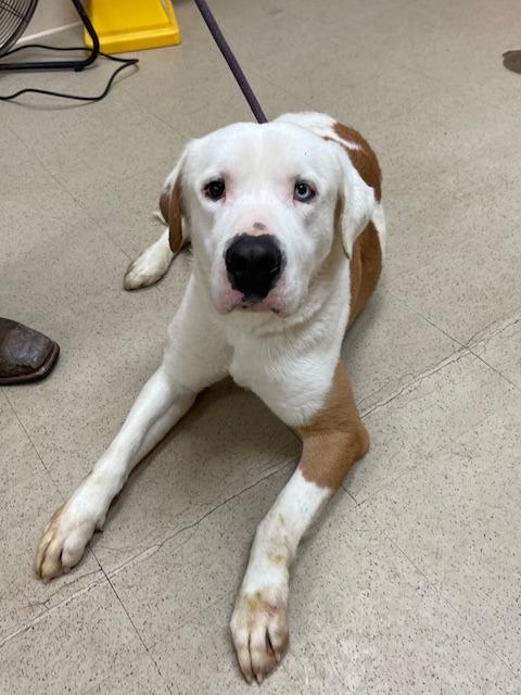 Ace A047474, a Adoptable mixed breed in Sharpsburg, GA image 4/6