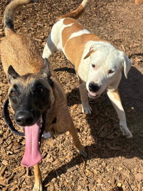 Ace A047474, a Adoptable mixed breed in Sharpsburg, GA image 4/6