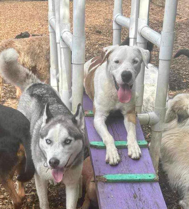 Ace A047474, a Adoptable mixed breed in Sharpsburg, GA image 5/6